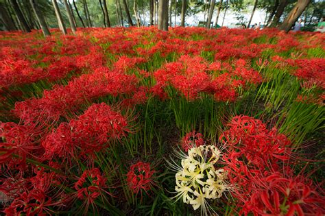 彼岸花 日文|彼岸花の花言葉（誕生花、英語、季節） 